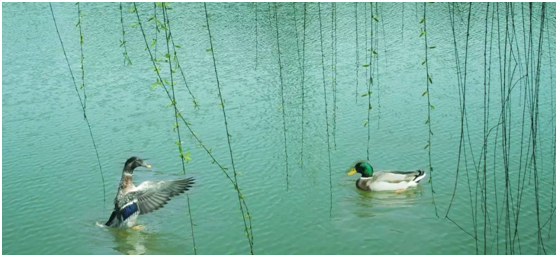 立春日,万物生|料峭春风吹酒醒