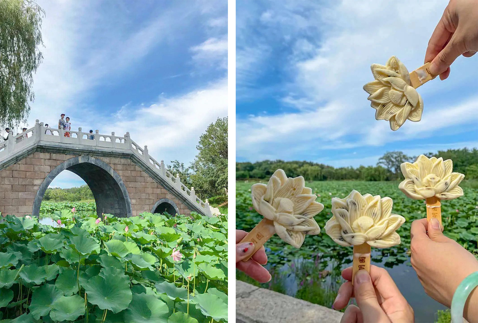 道可特合伙人生活会携手乐律俱乐部圆明园清凉赏荷之旅掠影